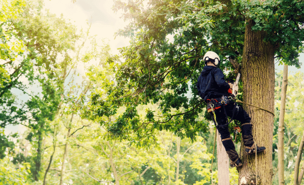 alpinistyczna wycinka drzew