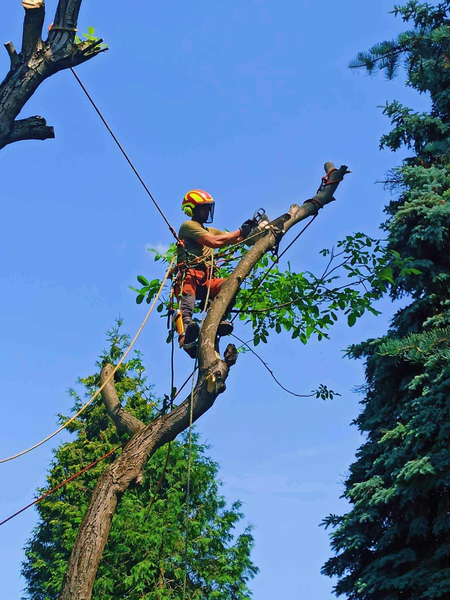 Alpinistyczna wycinka drzew